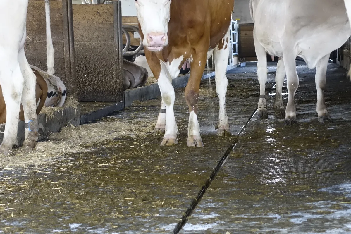 _DSC2263.JPG Ammoniak entsteht, wenn Kot und Harn zusammentreffen. Dank Gefälle und Sammelrinne kann hier der Harn schnell abfliessen.