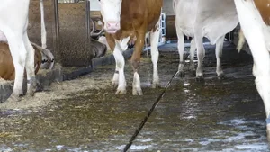 Ammoniak entsteht, wenn Kot und Harn zusammentreffen. Dank Gefälle und Sammelrinne kann hier der Harn schnell abfliessen.