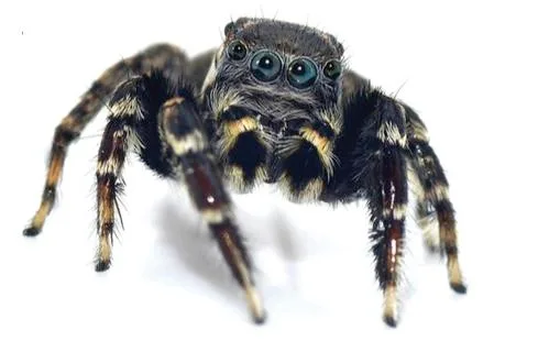 50894b32cafa70df050b0c78fa3f77419be3b651 Andere Springspinnen-Arten sind eher auffällig gefärbt. (Bild Mark Newton)