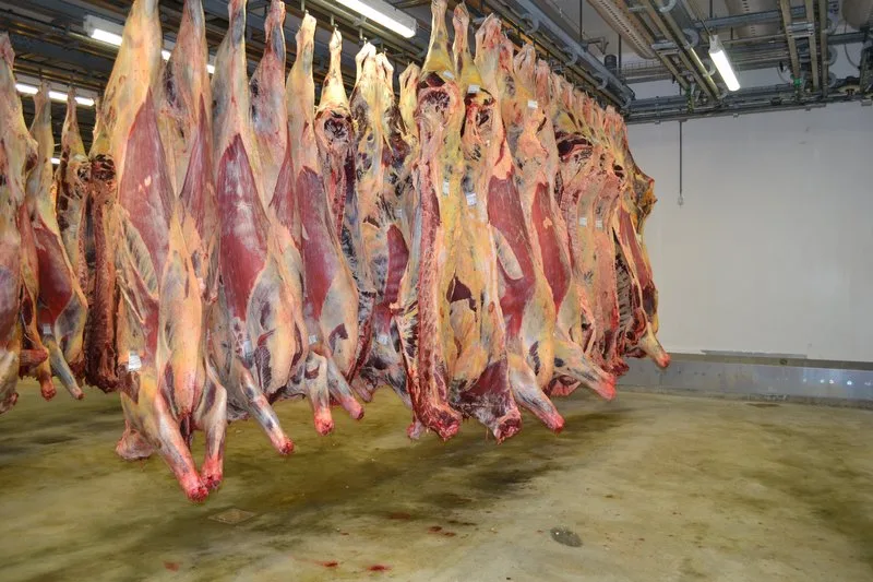 bb8655606e61cc0e1be73f4c4b286b485e5a9c87 Verdeckt gedrehte Video-Aufnahmen hatten Verstösse gegen das Tierschutzrecht gezeigt. Der Bundesrat findet, es müsse das Personal besser geschult werden. (Symbolbild BauZ)