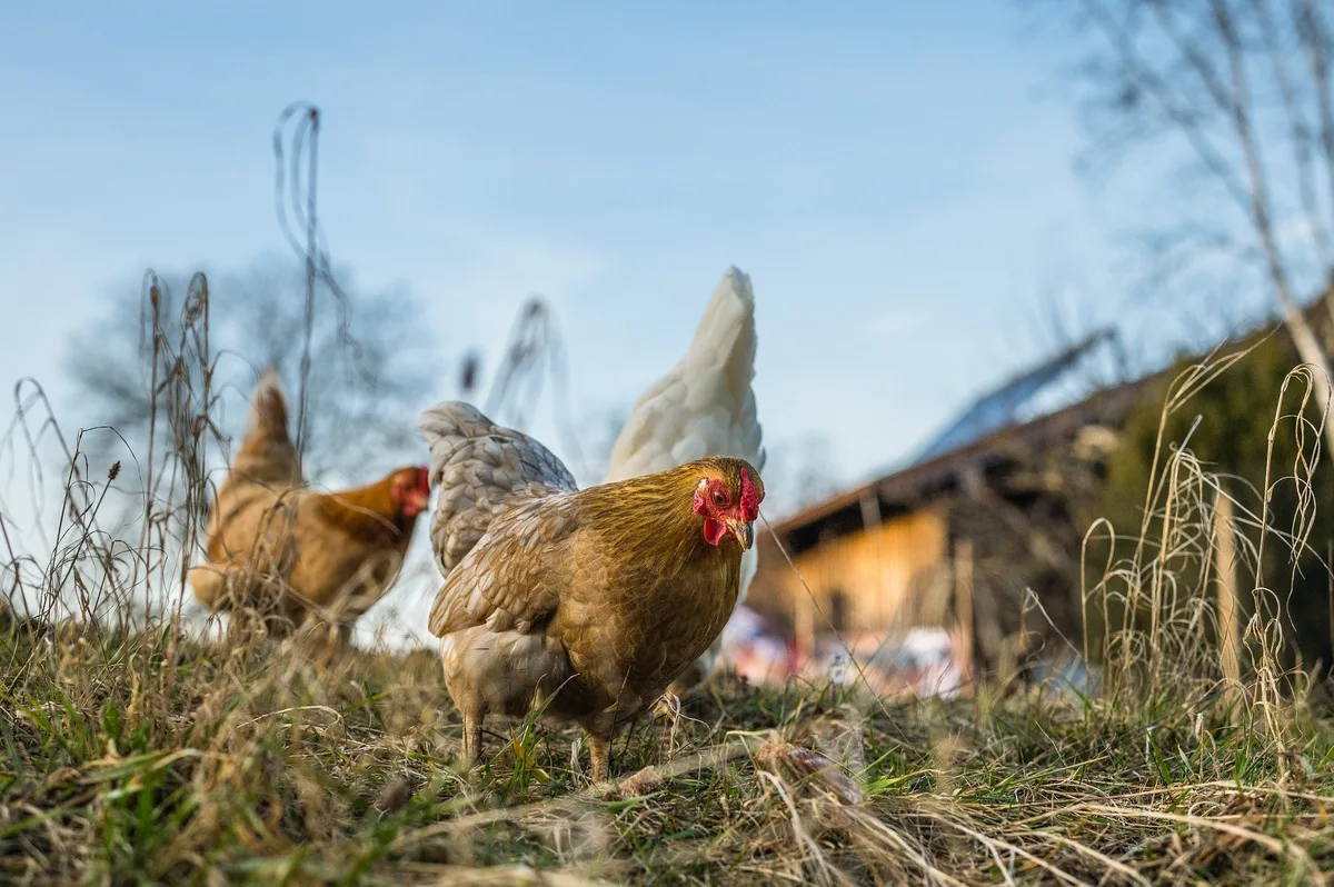 chickens-g719e06643_1920 Jetzt vorsorgen und Geflügel schützen