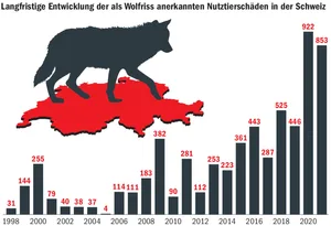 Die Anzahl der durch den Wolf gerissenen Nutztiere ist in den letzten Jahren stark angestiegen.