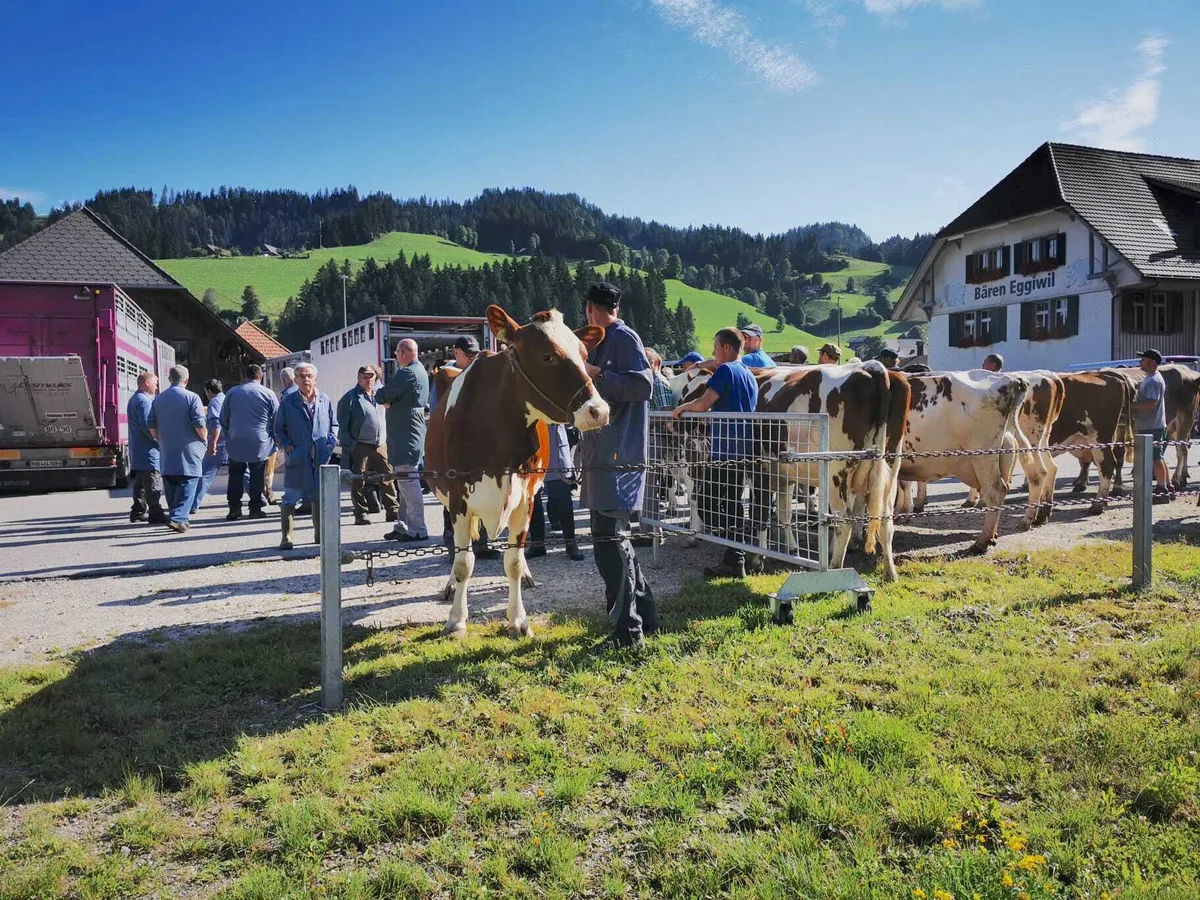 3e26c1023d25caba395d726a4973ccee70c13ad9 Auf Schlachtviehmärkten – hier ein Bild aus Eggiwil – sind Kühe derzeit gefragt und es werden gute Preise gezahlt. (Bild Daniela Joder)