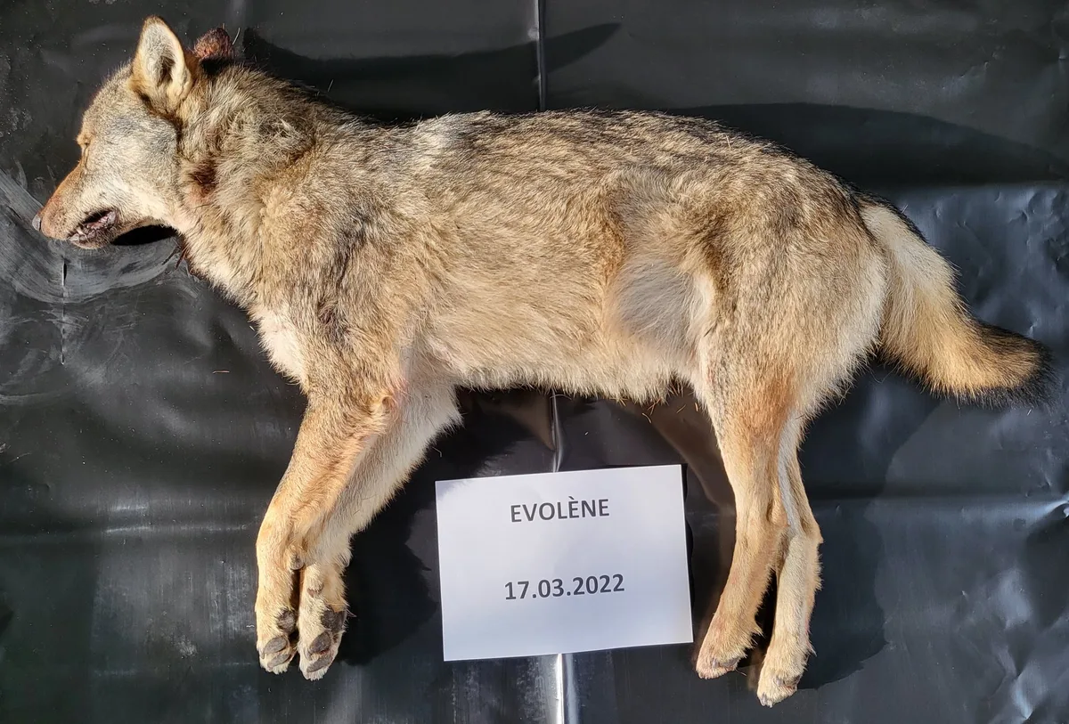 wolf_17.03.2022 Die Walliser Wildhut erlegt den zweiten Jungwolf