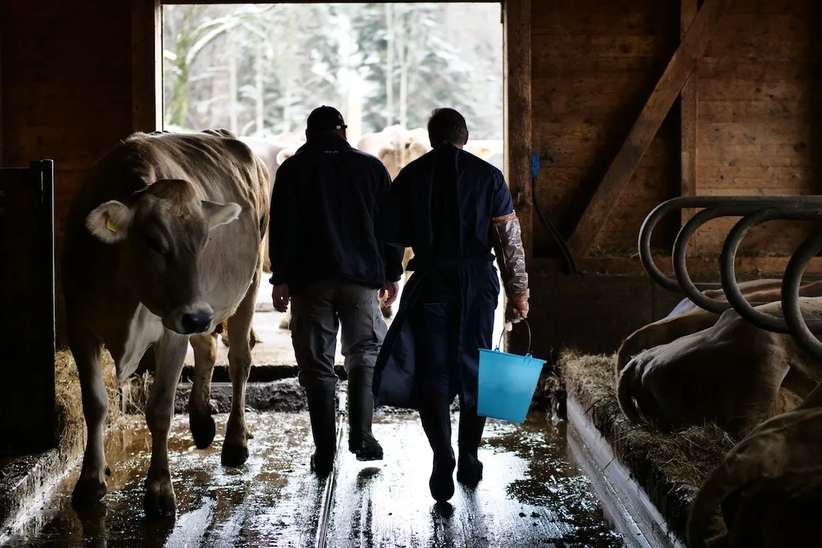 066483d5e9fce6bc8243a62178be3b925434cb88 Tierarzt Bruno Winzap kümmert sich seit 30 Jahren um Tiergesundheit. Bild: Martina Rüegger