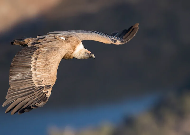 e2176e365f979658a3615e0298f8eac549622d54 Zurzeit bestehen gute Möglichkeiten, die Greifvögel zu beobachten. (Bild Vogelwarte Sempach / Ralph Martin)