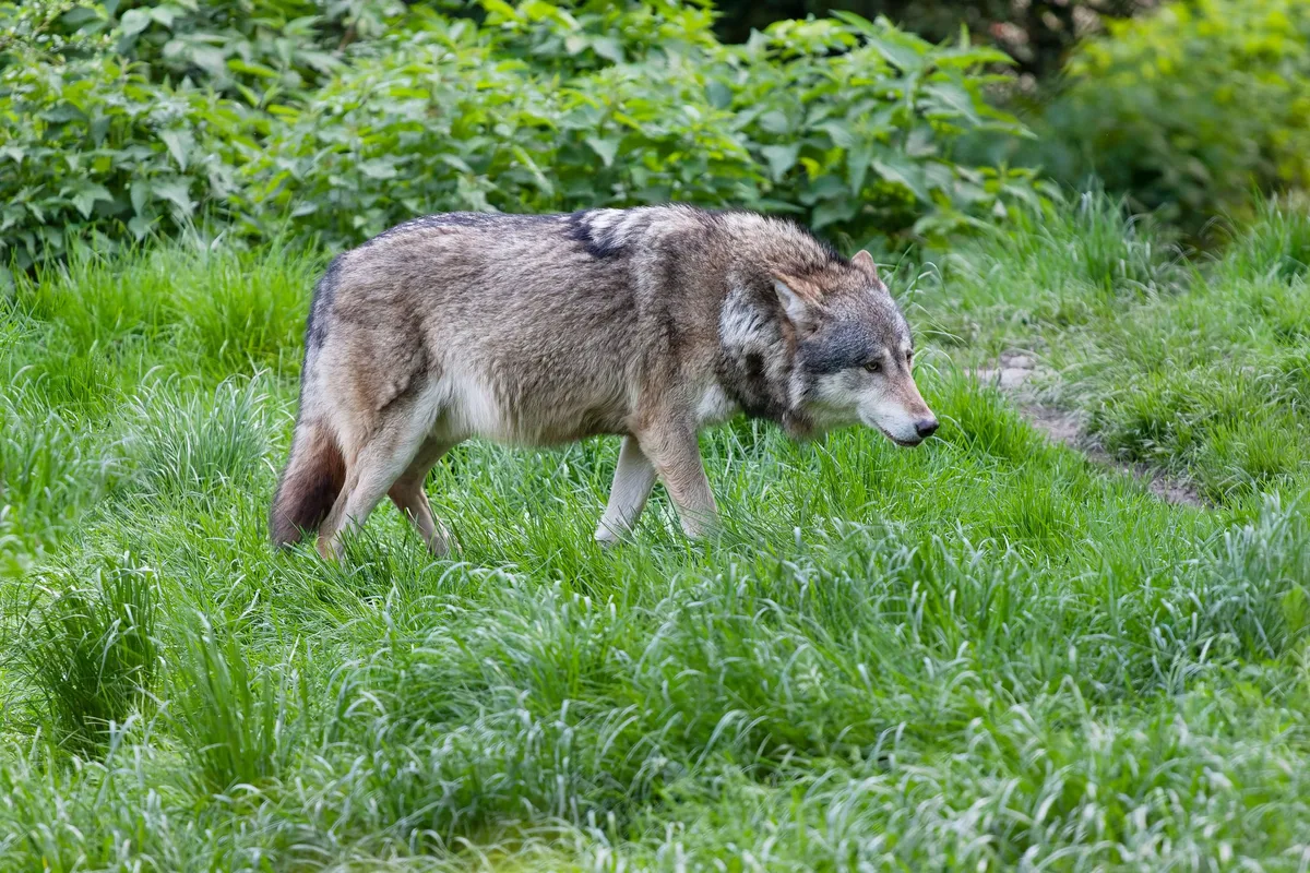 Eurasischer Wolf im Wald.