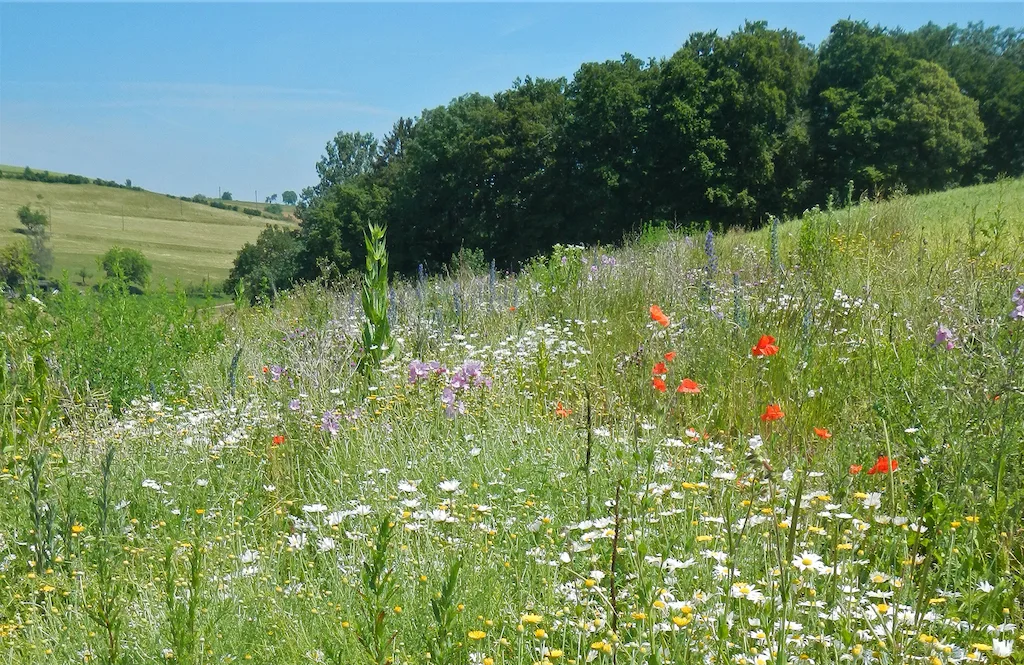 b3e148d1381990b7677964b21de30e4f28a89c7f Biodiversitätsförderflächen wie Bundbrachen brauchen zwar Platz und Unterhalt, haben aber auch Vorteile wie stabilere Nützlingspopulationen. (Bild Agrofutura)