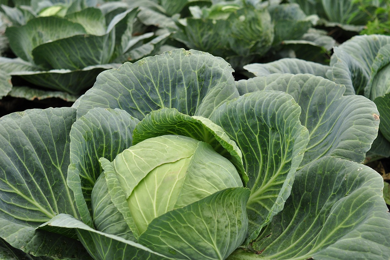Ingrid Hörner schilderte den Fall von Erdflöhen an Kohl, der mit stärkenden Mittel für die Pflanze erfolgreich bekämpft werden konnte. (Bild Pixabay)