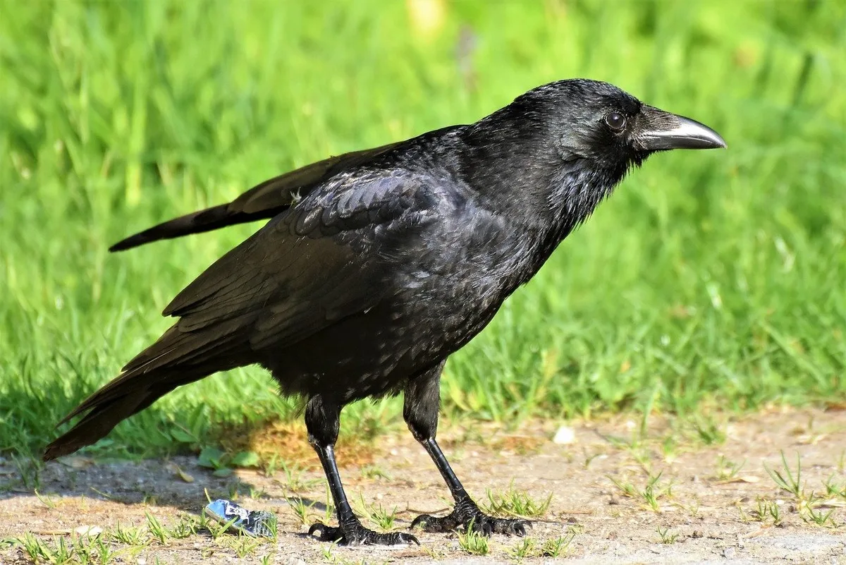 472ee7d2ca4c93e3a1c6dd0e1053fb21d2061d9d Da die mit Vogelgrippe infizierte Krähe im Bodenseegebiet gefunden wurde, gelten in dieser Region nun weitergehende Massnahmen, um eine Verschleppung des Virus zu verhindern. (Bild Capri23auto/Pixabay)