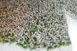 Noch sind die Seidenraupen klein, ausgewachsen werden bis zu neun Zentimeter gross.