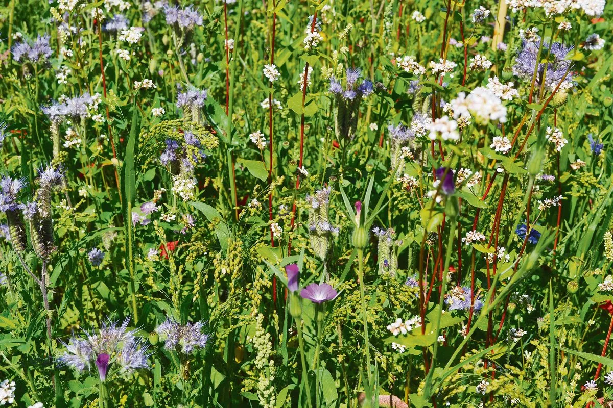 dbb0d7f99085ec7f9fb4de7789c5a7c8dca22698 Blühstreifen sollen die Biodiversität fördern. Experten sind sich einig, dass es weitere Massnahmen zum Biodiversitäts-Schutz braucht. Für einmal steht nicht nur die Landwirtschaft im Fokus. (Bild jba)