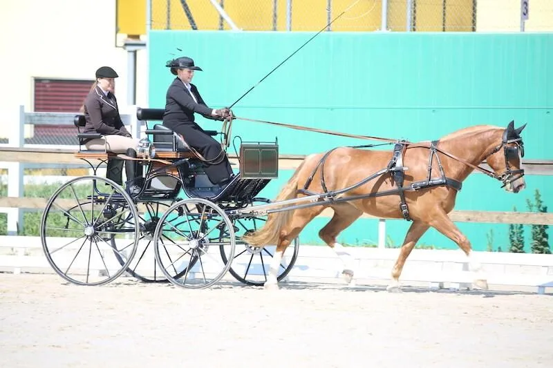 2eda25e5e5220cef41ab18d620324b7dfab3311e Den neunten Rang holte Nathalie Bader aus Mümliswil SO mit Dunia im Promotionfahren 3-Jährige. (Bild Karin Rohrer)