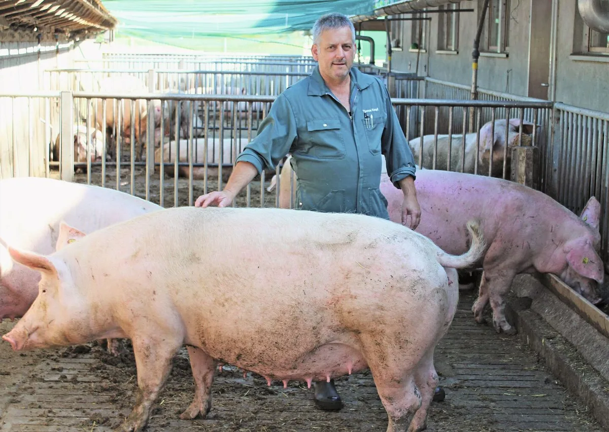 432de2de21651d330e026c8ee034c7048195133b070133d3a37189609bbc0ec1 Thomas Kempf hält auf seinem Betrieb 150 Mutterschweine, sowie 578 Mastschweine. Der Landwirt macht sich viele Gedanken über ASP.