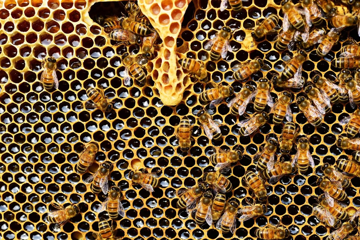 honey-bees-337695_1920 Bessere Honigernte nach dem Katastrophenjahr