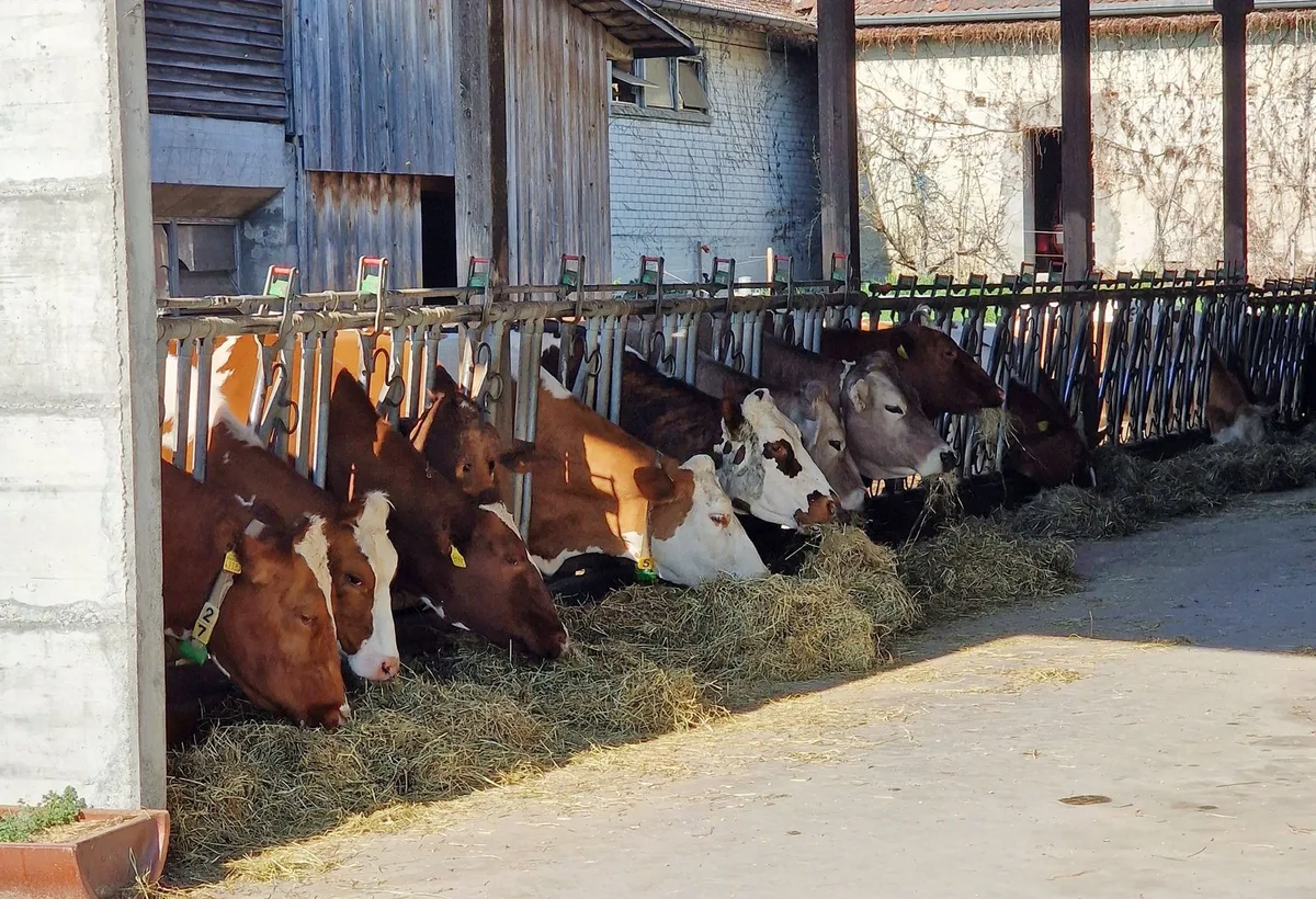 Blauzunge: Tierhalter stossen bei Impfregistrierung an Grenzen