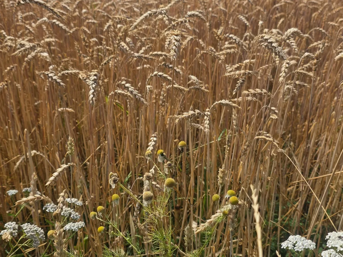 20250714_112437 Migros stellt Bezug von Bio-Umstellweizen ein