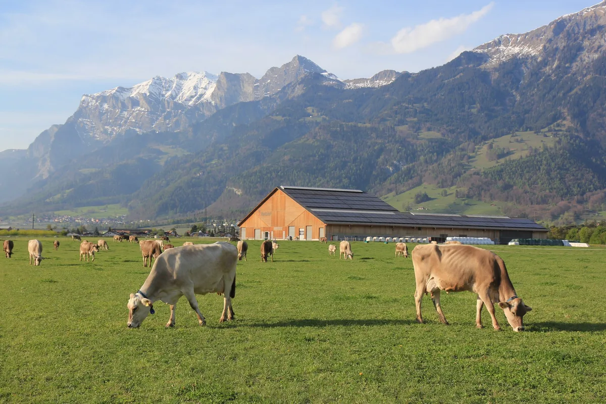 OS_C_49_Weide_6sp_nb Glarner Regierungsrat stellt Zusammenarbeit mit Plantahof in Frage