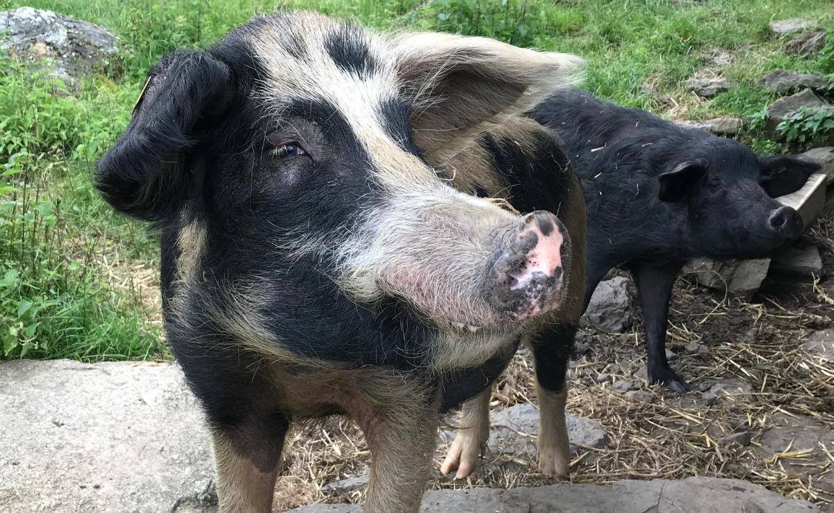 Ein neuer Online-Marktplatz zeigt, wo es Fleisch vom Schwarzen Alpenschwein gibt