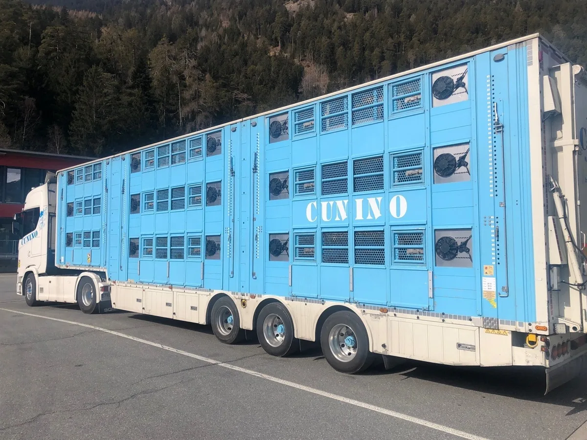 tiertransport_spanien_gr Illegaler Tiertransport aus Spanien mit 133 Schweinen in Graubünden