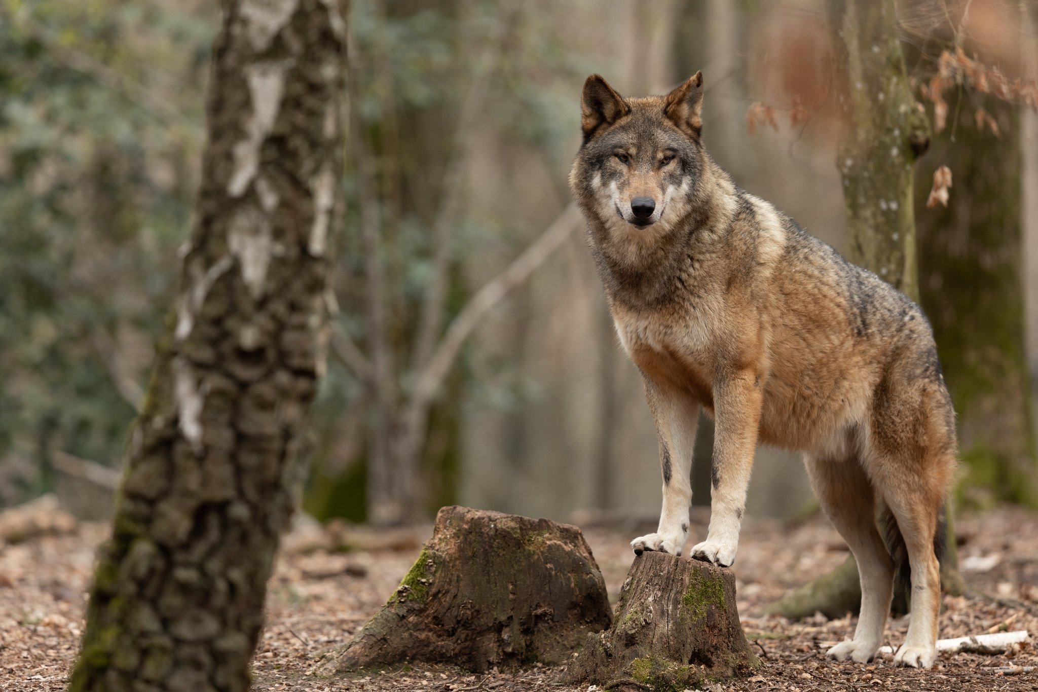 In Nidwalden wird geprüft, ob der Schutz vor dem Wolf ausreichend ist