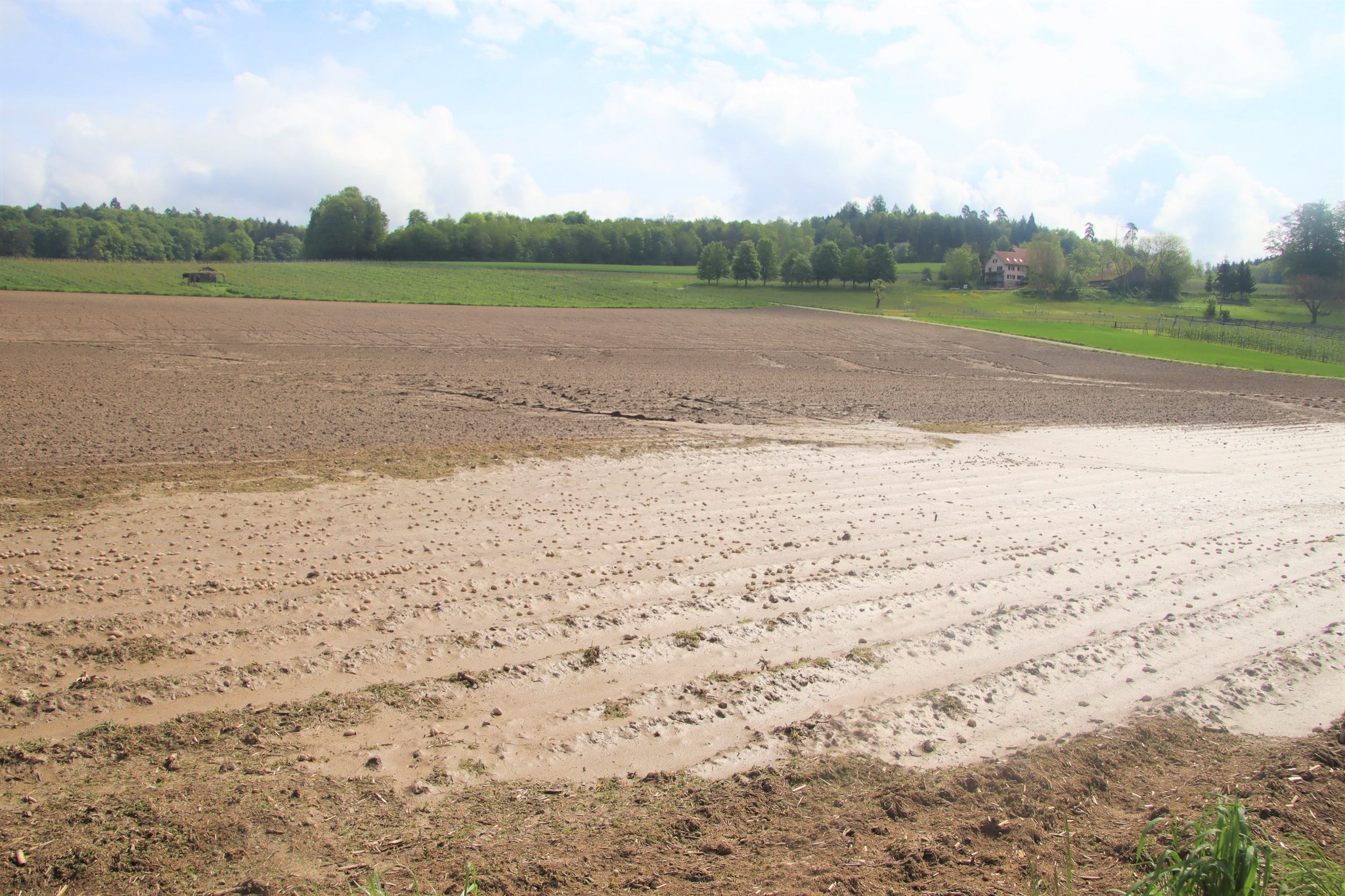 Zuviel Wasser für die Kartoffeln:«Wir sind sehr, sehr spät»