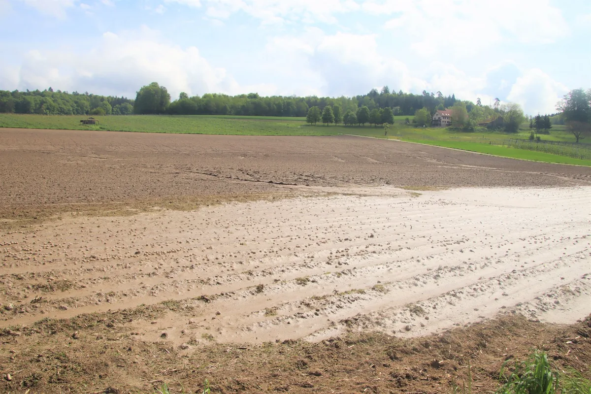 Kartoffeln Zuviel Wasser für die Kartoffeln:«Wir sind sehr, sehr spät»