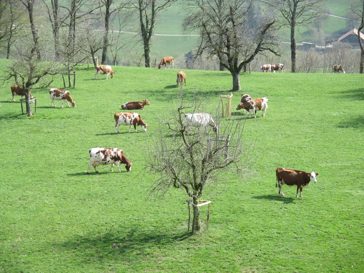 49825d2a72d8c464ffc9a0452e189a8f34005a8c Die Herde von Josef und Anita Erni, Altbüron: Stiere wie Pancho, Frodo oder Joe aus ihrer Zucht sind bei Swissgenetics verfügbar. An der GV der IG Neue Schweizer Kuh vom 1. Juli 2021 kann der Betrieb besichtigt werden. (Bild IG Neue Schweizer Kuh)