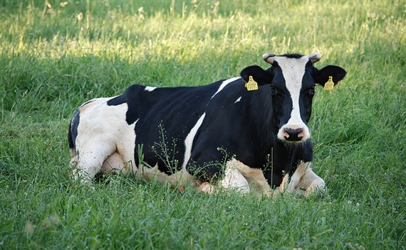 (Symbolbild Pixabay)