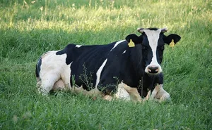 (Symbolbild Pixabay)