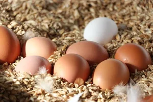 Grosser Eier sind akutell knapp, da die Hühner bei Hitze weniger essen und daher eher kleinere Eier legen. (Symbolbild Ruth Aerni)