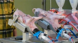 Bei der Kastration werden die Ferkel unter Narkose gesetzt. (Bild BauZ)
