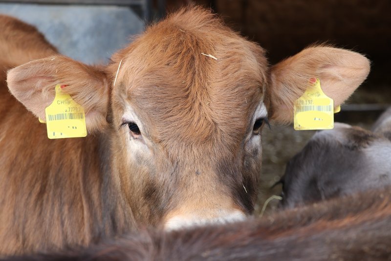 Der Einsatz von Antibiotika in der Kälbermast geht zurück