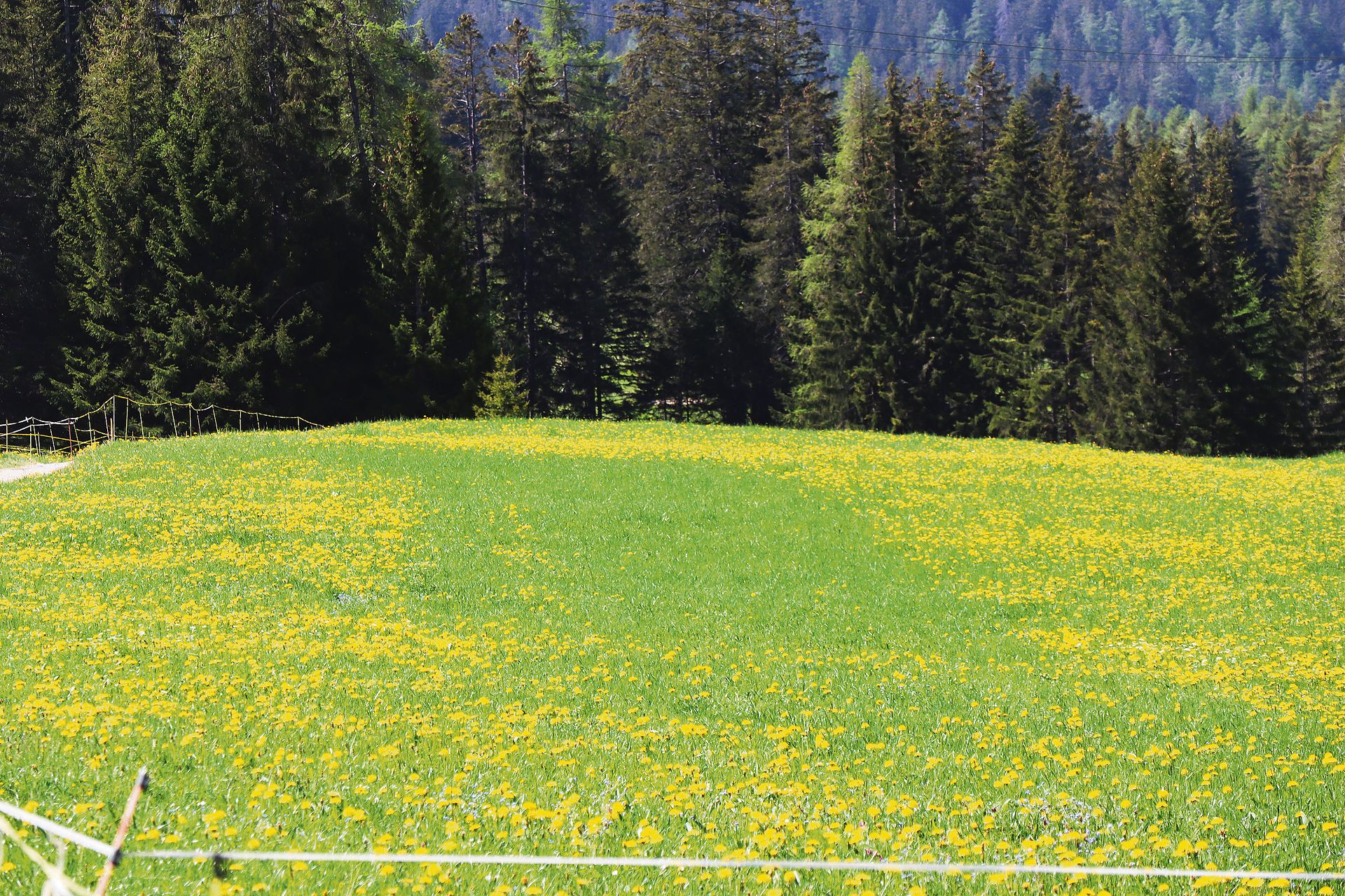 Auch ohne Zaun ist die Koppeleinteilung noch erkennbar. Je nach Witterung wächst das Gras unterschiedlich nach.(Bild Vrena Crameri-Daeppen)