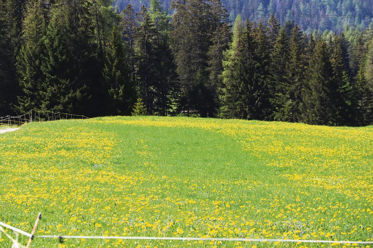 a7b4224e93054e32259ad48efca80760d0055c5f Auch ohne Zaun ist die Koppeleinteilung noch erkennbar. Je nach Witterung wächst das Gras unterschiedlich nach.(Bild Vrena Crameri-Daeppen)