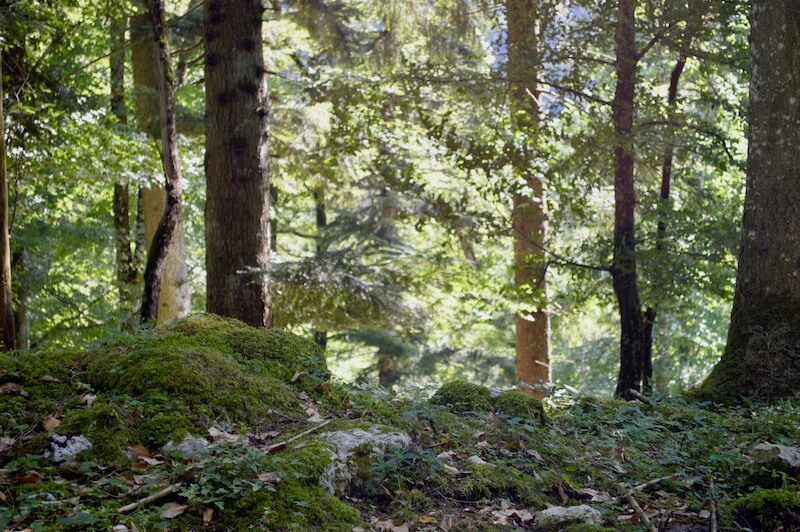 Der Wald hat im  Sommer 2018 gelitten. (Bild asa)