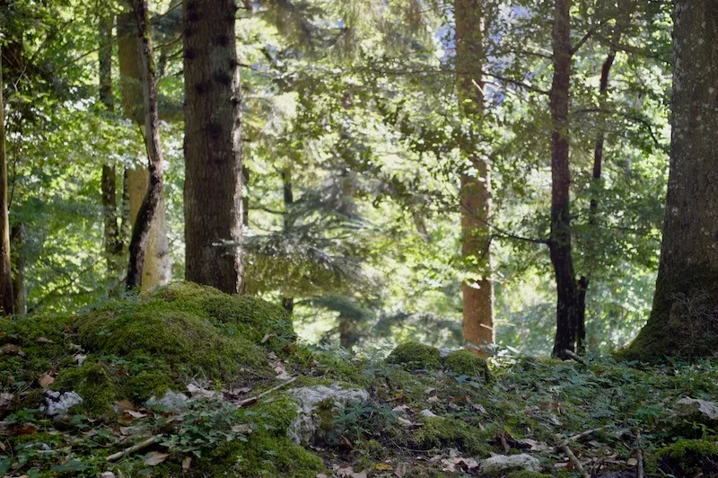 10dcf313f267cb155444a27c53843bab983cddf2 Der Wald hat im Sommer 2018 gelitten. (Bild asa)