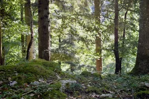 Der Wald hat im Sommer 2018 gelitten. (Bild asa)