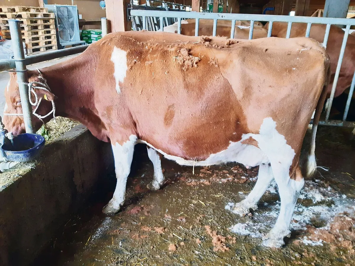 Viele der Tiere hörten beim Scheren mit dem Fressen auf, so gerne haben sie den «Coiffeur».
