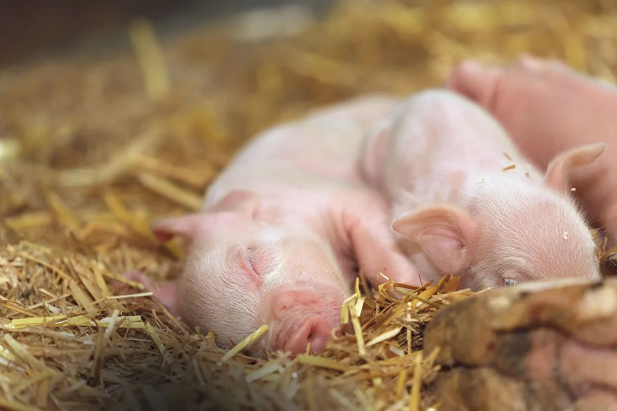 69b1c596f9e6fdf0f9e526476ef4f63ee3cfd6fde3e60018412c9d6dce9f1b73 Ein kleines Ferkel schläft im Stroh.