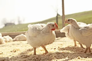 Der Fleischkonsum stagniert seit Jahren – nicht jedoch beim Poulet.