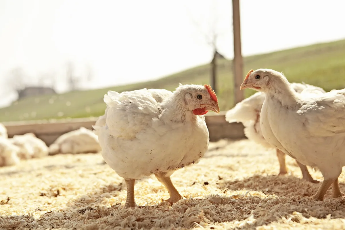 TT_Gefluegel-dub-Mastpoulet2 Der Trend beim Poulet kennt nur eine Richtung: nach oben