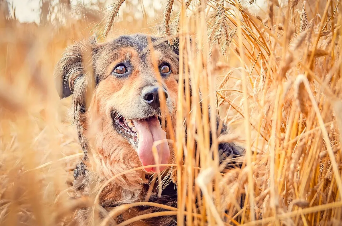 d5adc744c6cbb41da54cae36773a11a5b94f19ecb42119c85dbf3dd3756a0844 Ein Hund im Getreidefeld: das mag das Tier und den Besitzer oder die Besitzerin erfreuen, die Bauernfamilie, der das Feld gehört, aber sicher nicht.