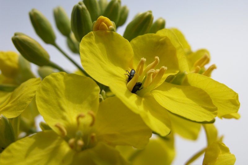 Rapsglanzkäfer sind gefürchtete Schädlinge, die Rapskulturen stark zusetzen können. (Bild BauZ)