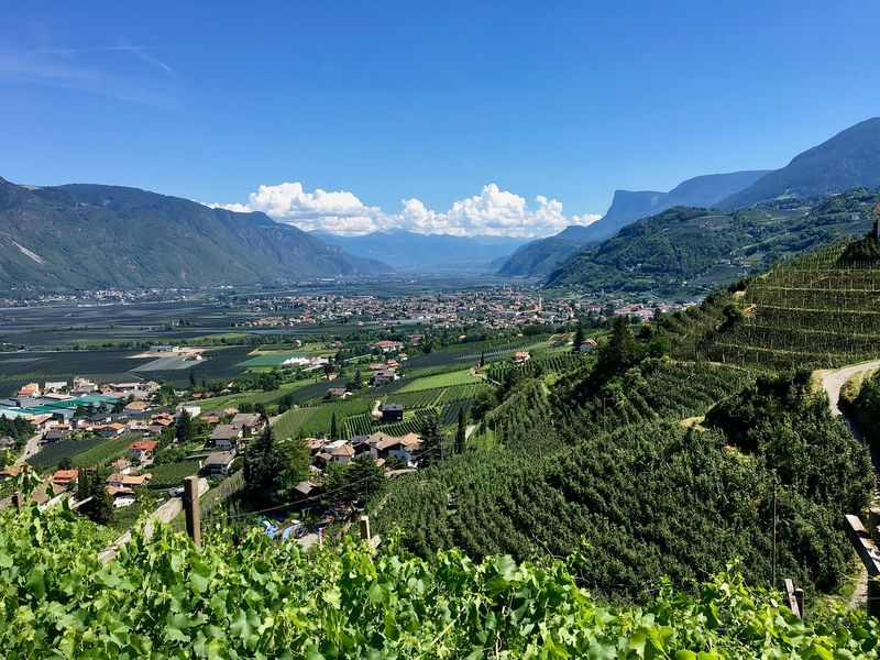Das Südtirol setzt auf Schweizer Erfahrungen, um sich beim Pflanzenschutz zu wehren