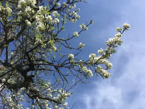 Laut Zahlen von Meteo Schweiz blühen die Apfelbäume im Schnitt 14 Tage früher als vor 70 Jahren.