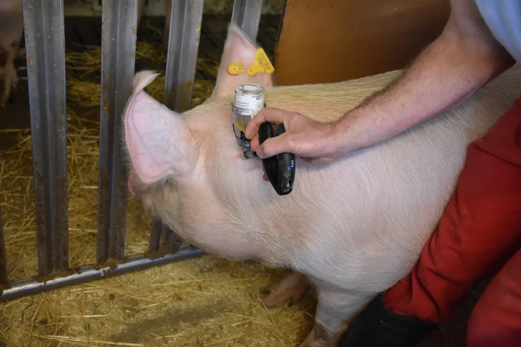 eae7c5e899952e929b6c56cc8d91d181b3510f00 Sauberkeit und eine korrekte Ausrichtung sind beim Impfen von Schweinen wichtig.Bild: Suisag