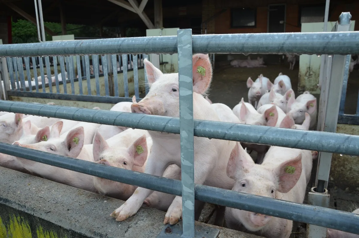 Liquidität_Schweine Bei Schweine- und Milchproduzenten fliesst 2026 weniger auf das Konto
