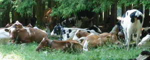 Vetsuisse Zürich hat eine neue Online-Plattform für Tiergesundheit lanciert. (Bild gesunde-nutztiere.ch)