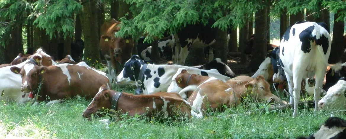 05fa8ae3010f055b71f430dadd0b7b212ccad45b Vetsuisse Zürich hat eine neue Online-Plattform für Tiergesundheit lanciert. (Bild gesunde-nutztiere.ch)
